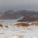 No one has seen such snowfall in the desert of Saudi Arabia before