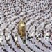 3,00,000 unregistered pilgrims cleared from Makkah ahead of Hajj