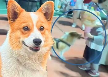 China’s first police dog accused of stealing sausages