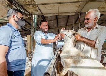 UAE Imposes Dh20,000 Fine in Crackdown on Illegal Abattoirs Before Eid Al Adha