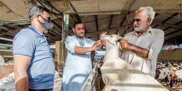 UAE Imposes Dh20,000 Fine in Crackdown on Illegal Abattoirs Before Eid Al Adha