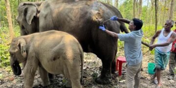 CITES highlights high standards at Vantara and strong Indian regulations