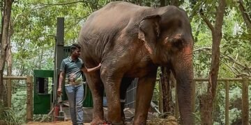 CITES praises Vantara’s conservation model, rubbishes allegations of illegal trade of animals