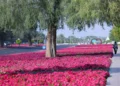 Al Ain Enhances Urban Beauty With 99 Million Flowers Across 400,000 Square Metres