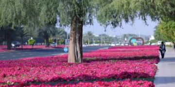 Al Ain Enhances Urban Beauty With 99 Million Flowers Across 400,000 Square Metres