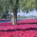 Al Ain Enhances Urban Beauty With 99 Million Flowers Across 400,000 Square Metres