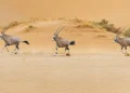 Sheikh Hamdan Bin Zayed Issues New Resolution to Protect Abu Dhabi’s Biodiversity