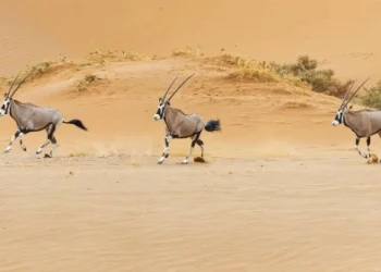 Sheikh Hamdan Bin Zayed Issues New Resolution to Protect Abu Dhabi’s Biodiversity