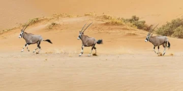 Sheikh Hamdan Bin Zayed Issues New Resolution to Protect Abu Dhabi’s Biodiversity