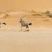 Sheikh Hamdan Bin Zayed Issues New Resolution to Protect Abu Dhabi’s Biodiversity